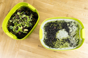 Urbalive Lime Worm Farm + Starter Kit + Worms