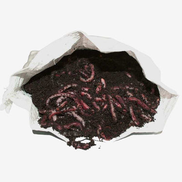 1kg Composting Worms | Studio Shot